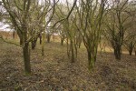 winterwanderung-2004-015